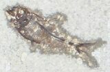 Multiple Diplomystus Fossil Fish - inch Layer #29542-1
